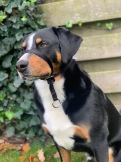 Gentle Leader Hoofdhalster Medium Zwart Beaphar -Exporteren Alles Voor Honden Winkel 900x1200 23