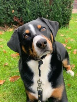 Gentle Leader Hoofdhalster Medium Zwart Beaphar -Exporteren Alles Voor Honden Winkel 900x1200 24