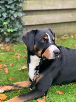 Gentle Leader Hoofdhalster Medium Zwart Beaphar -Exporteren Alles Voor Honden Winkel 900x1200 25