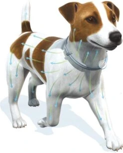 Seresto Vlooien En Tekenband - Grote Hond - >8 Kg 33 Seresto Vlooien En Tekenband - Grote Hond - >8 Kg -Exporteren Alles Voor Honden Winkel 968x1200 3